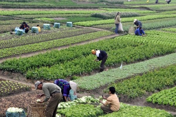 Food & Agriculture
