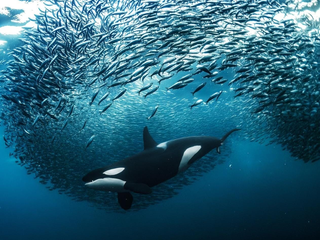 High Seas Treaty