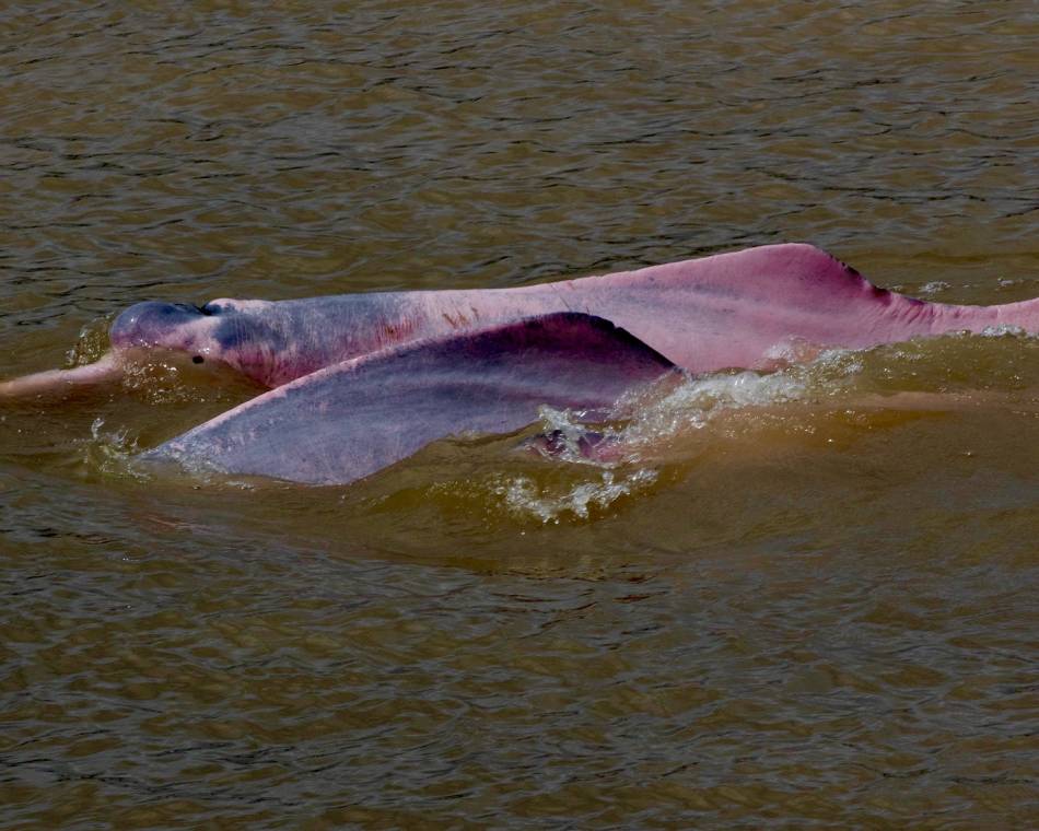 The Amazon pink river dolphin lives only in freshwater