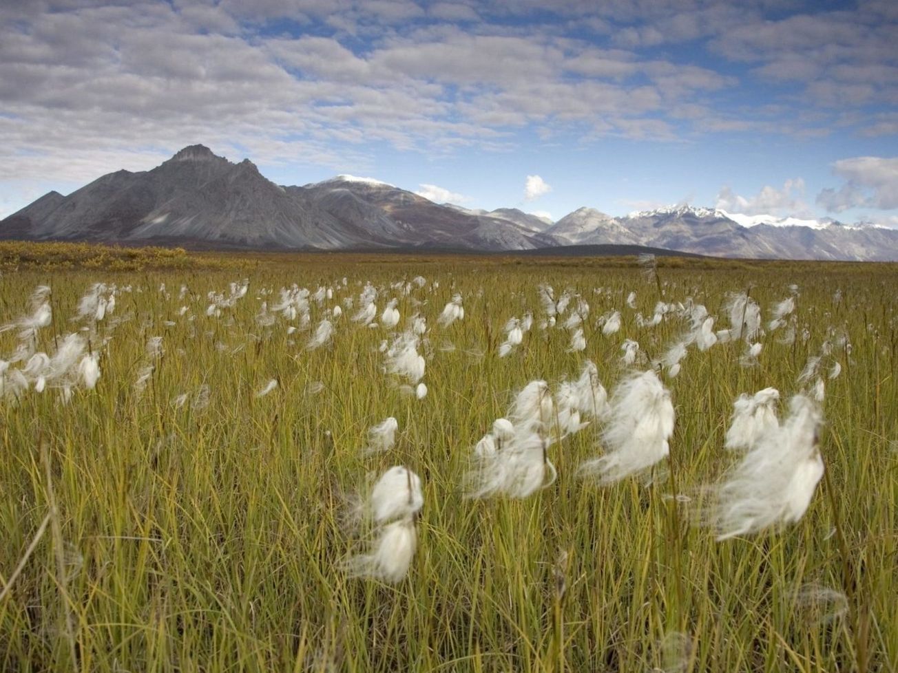 The Arctic National Wildlife Refuge in northeastern Alaska