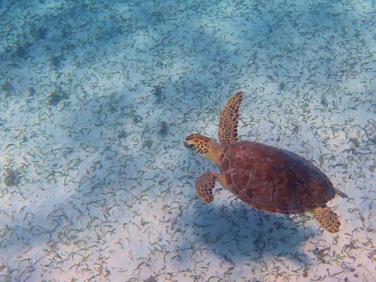 Loggerhead sea turtle at Mahahual, Mexico along the Caribbean Sea coast