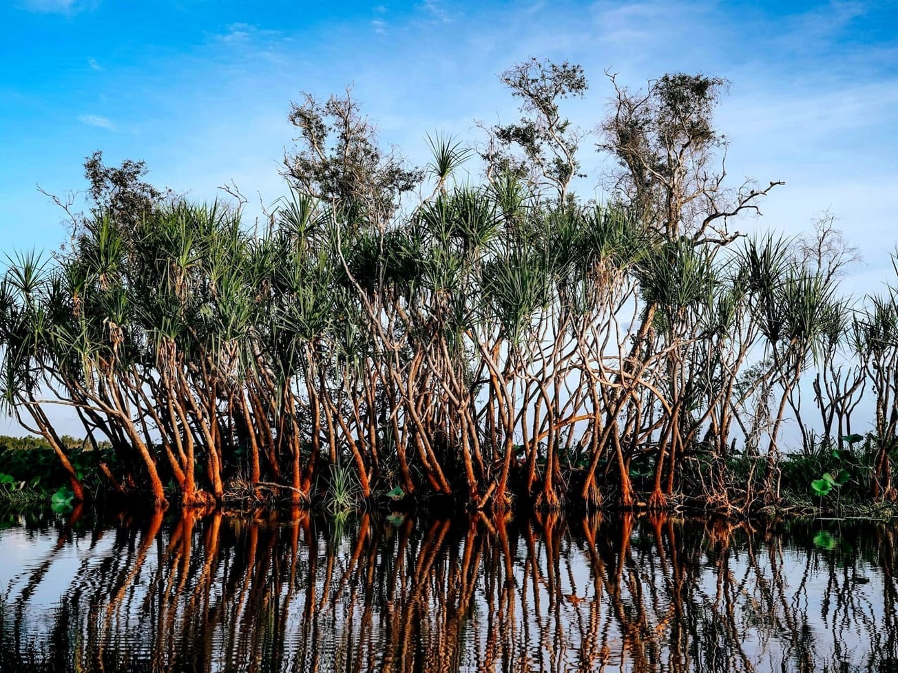 Australia's Kakadu National Park is home to 30 species of mangroves.