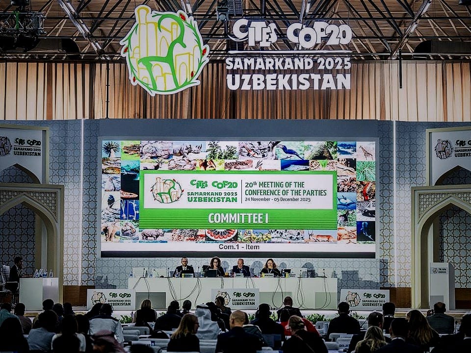 Delegates to the CITES treaty met in Samarkand, Uzbekistan, to advance crucial decisions on international trade regulations for numerous species. 