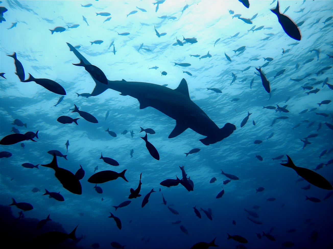 The great hammerhead shark is among the species given stronger conservation measures under the Convention on the Conservation of Migratory Species of Wild Animals.