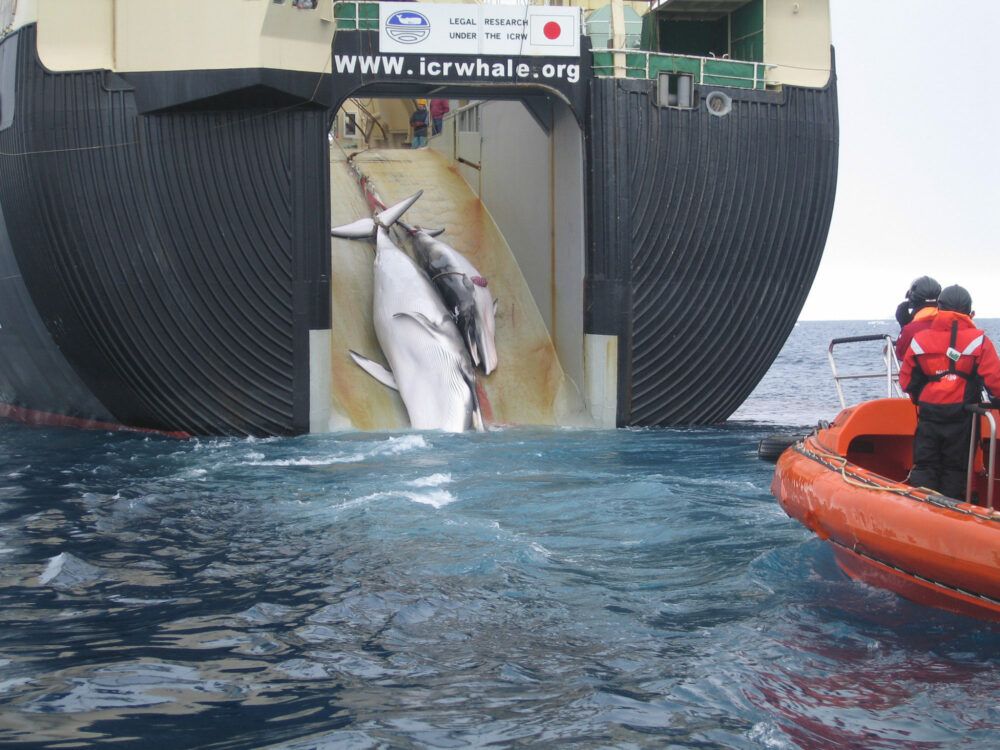 Japanese pullout marks return to whaling