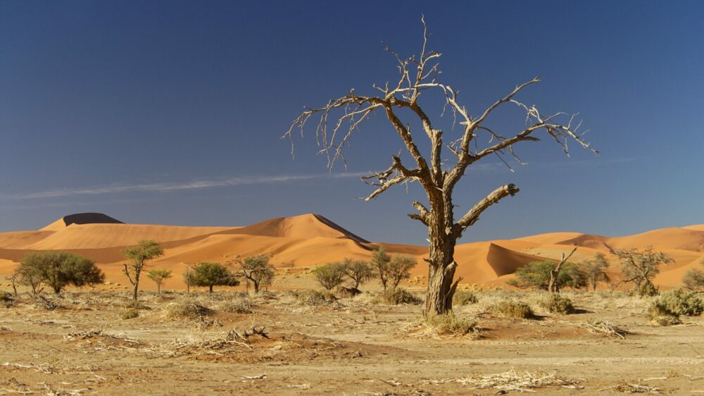 Nations challenged to restore land fertility