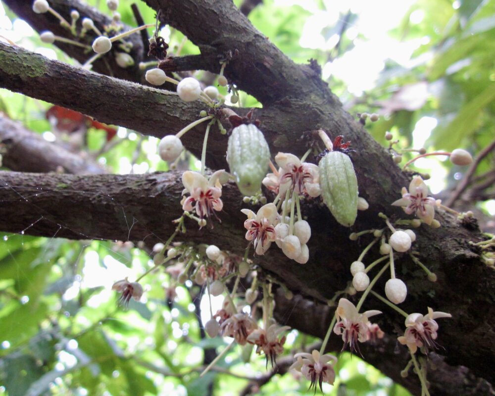 Report shows cocoa industry pledge to ILO failed